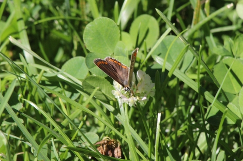 Brown Argus
