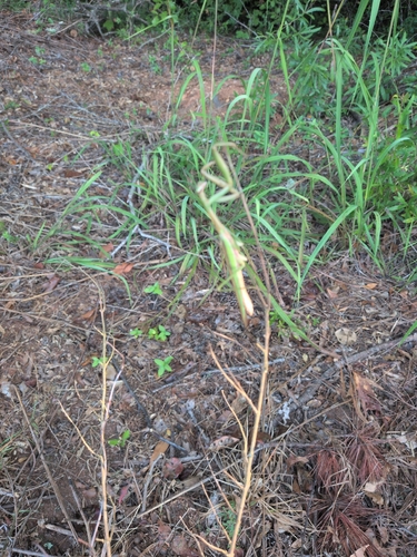 European Mantis