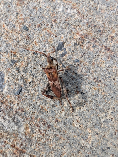 Western Conifer Seed Bug