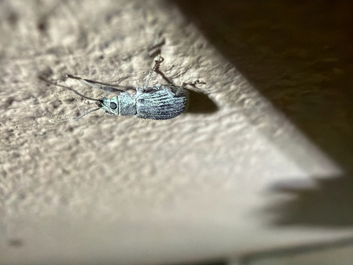 Asian Oak Weevil