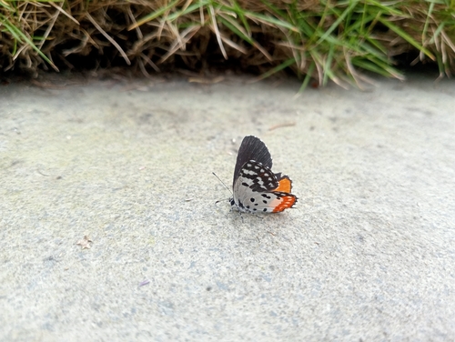 Red Pierrot
