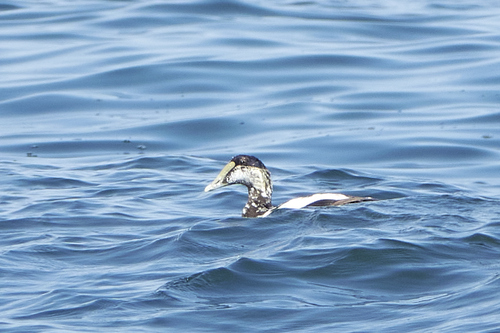 Common Eider