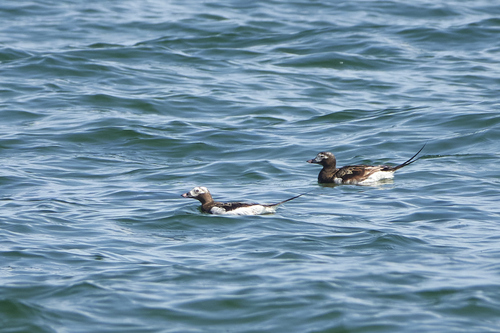 Long-tailed Duck