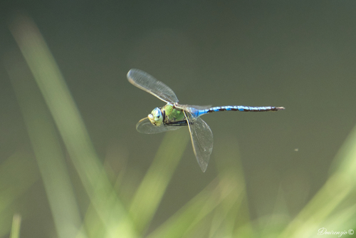 Blue Emperor