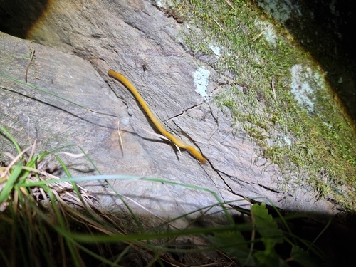 Diversibipalium koreense