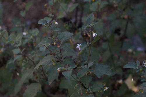 black nightshade