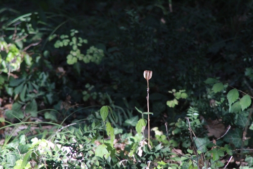 Martagon Lily