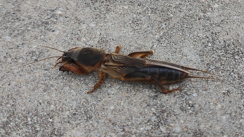 European Mole Cricket