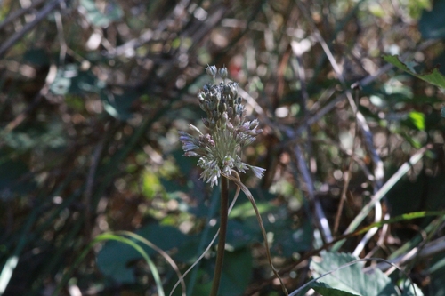 Allium marginatum
