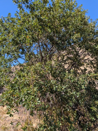 Oregon oak