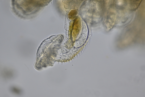 Sinantherina spinosa