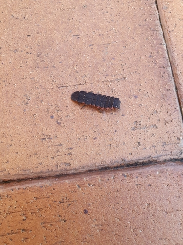 Mediterranean Pale Glow-worm