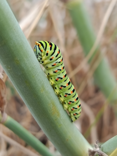 Old World Swallowtail