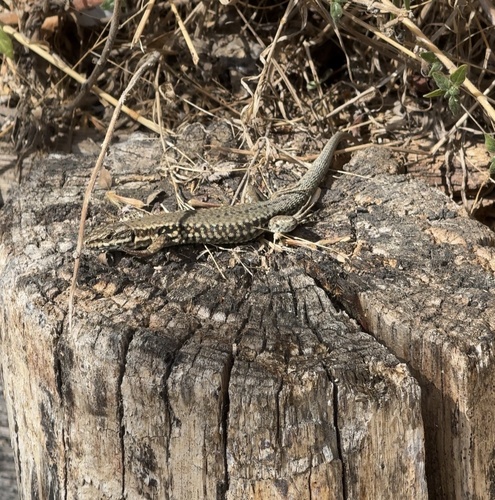 Common Wall Lizard