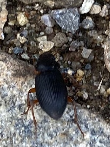 Strawberry Seed Beetle
