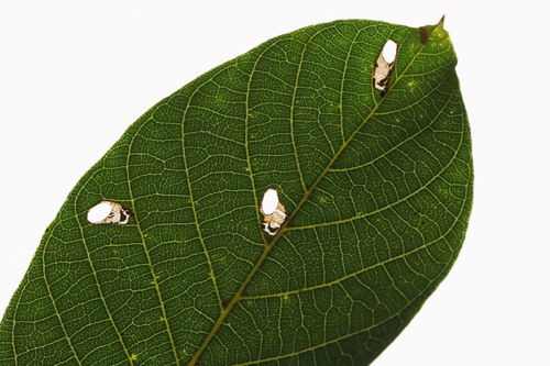Coptodisca lucifluella