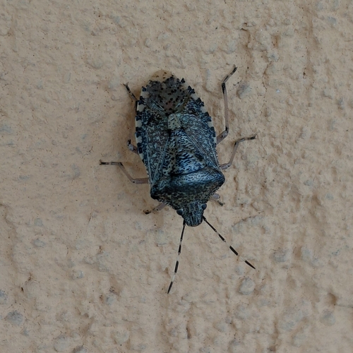 Mottled Stink Bug