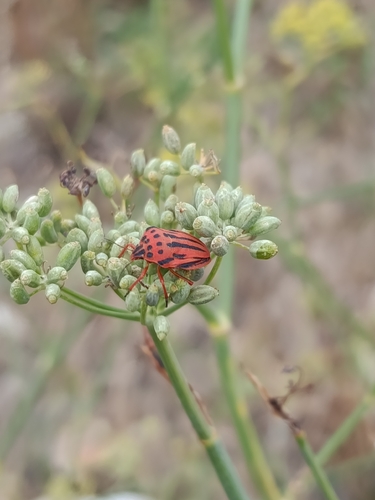 Semipunctated Shield Bug