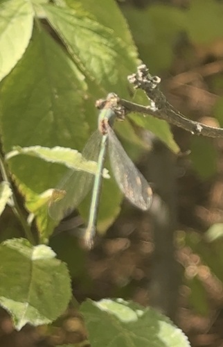 Western Willow Spreadwing