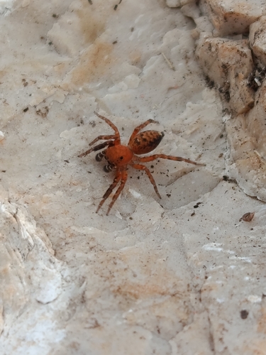 Algerian Jumping Spider
