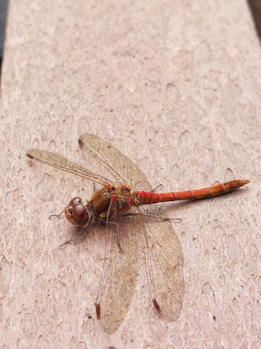 Common Darter