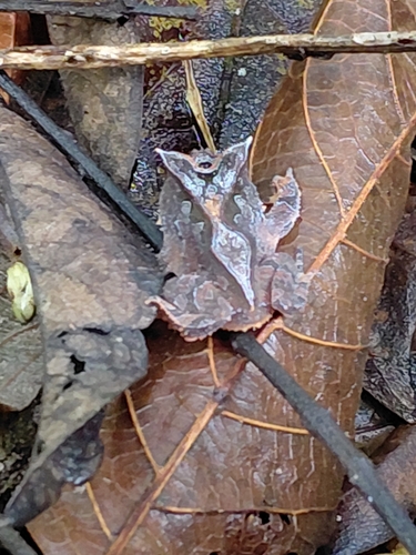 Bahia Smooth-horned Frog