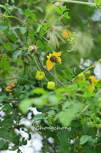 Orange-peel Clematis