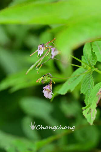 Impatiens fragicolor
