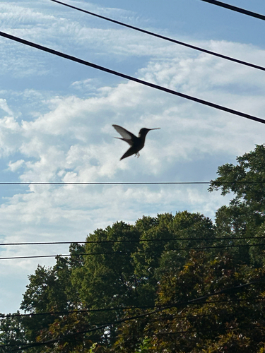 Ruby-throated Hummingbird