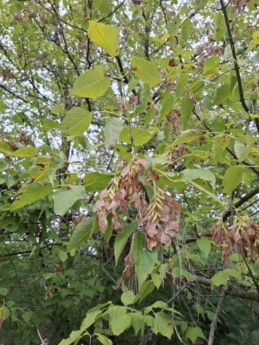 box elder