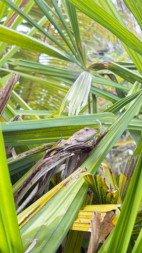 Indian Garden Lizard