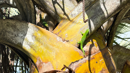Madagascar Giant Day Gecko