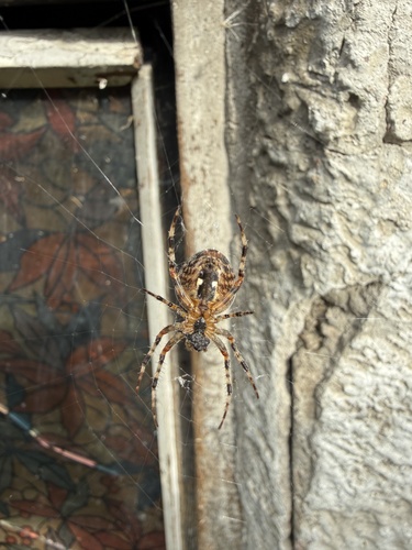 Cross Orbweaver