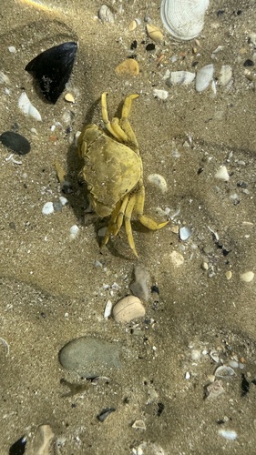 Mediterranean Green Crab