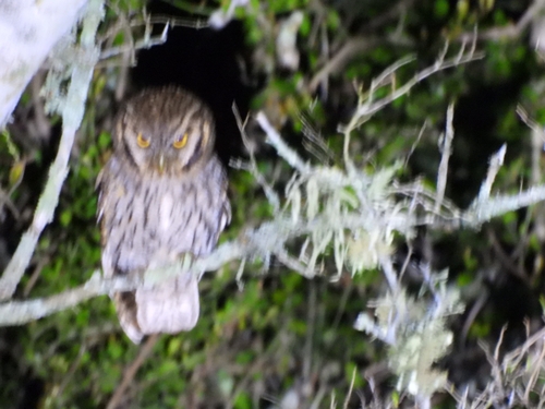 Tropical Screech-Owl