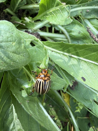 Colorado Potato Beetle