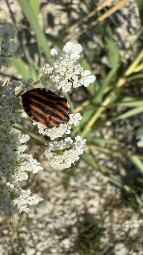 European Striped Shield Bug