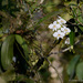 Phalaenopsis - Photo (c) Chien Lee, todos los derechos reservados, subido por Chien Lee