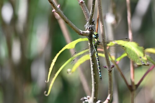 Southern Hawker