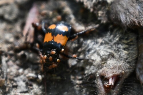 Lesser Vespillo Burying Beetle