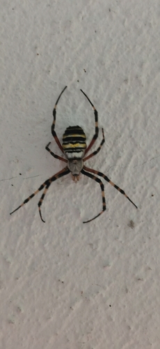 Wasp Spider