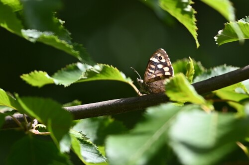 Speckled Wood