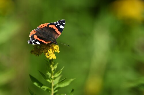 Red Admiral