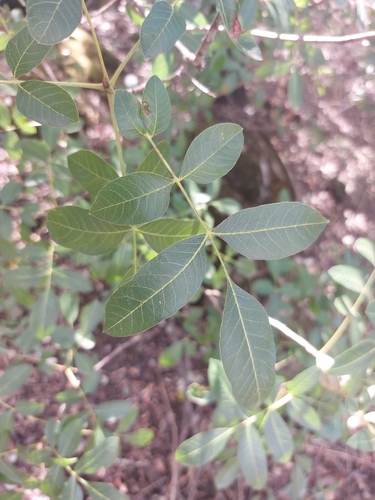 terebinth