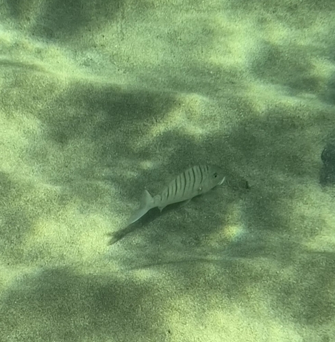 Striped Seabream