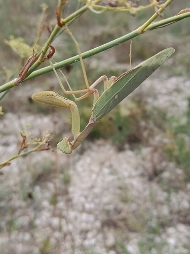 Transcaucasian Giant Mantis