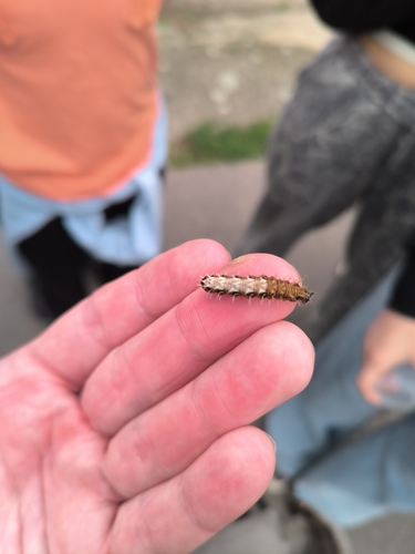 European Comma