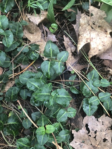partridgeberry