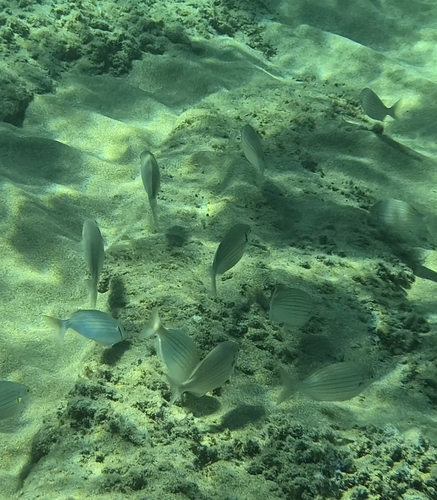 Salema Porgy