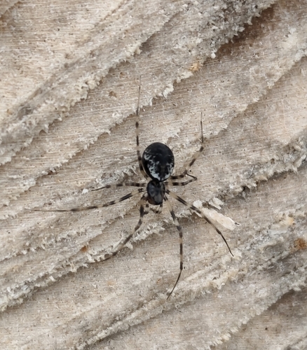 Invisible Spider